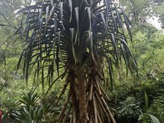 -墨尔本皇家植物园