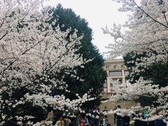 -武汉大学-樱园