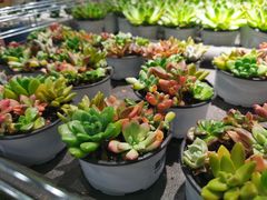 -鹿岛会员店 (龙湖三千集天街店)