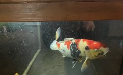 -鳌首刺青纹身 穿孔饰品店