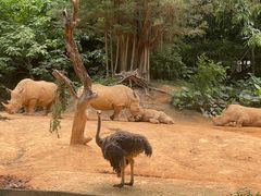 -广州长隆野生动物世界