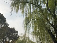 -贡湖湾湿地公园