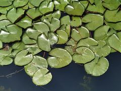 -新江湾城公园