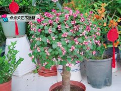 -麦当劳(潮南峡山得来速店)