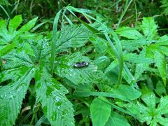 -五营红松林海景区