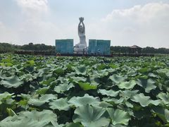 -荷塘月色湿地公园·向阳花洲