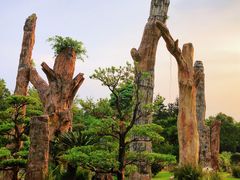 -深圳仙湖植物园