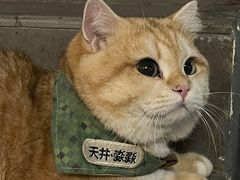 -天井·丑面包搭咖啡