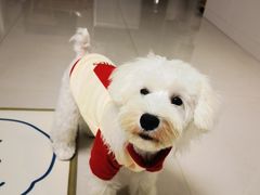 -翊宠yipet猫狗购宠庄园犬舍•猫舍