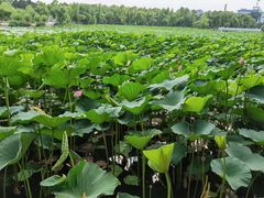 -长春市南湖公园