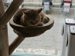 -喵屿·大理花园猫咖