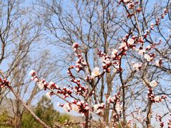 -北京西山国家森林公园