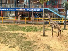 -西霞口神雕山野生动物世界