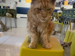 -平行世界·猫咖(首经贸店)
