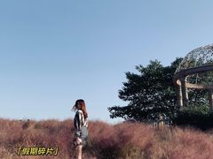 -大塘金香草谷