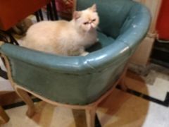 -猫色咖啡·猫咖