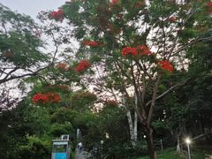 -清湖文化公园