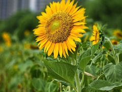 -西山漾湿地公园