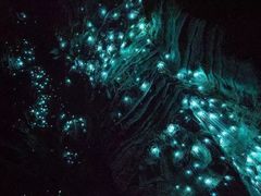 -怀托摩萤火虫洞