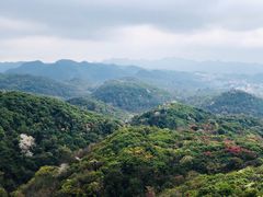 -贵州百里杜鹃风景名胜区