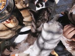 -喵屿·大理花园猫咖