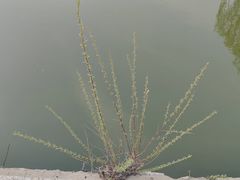 -燕郊植物园