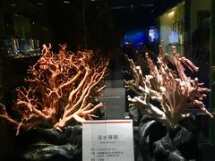 -绮丽珊瑚博物馆(台东店)