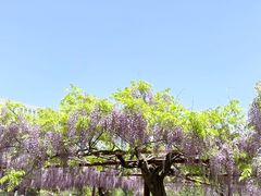 -嘉定紫藤园
