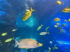 -太平洋海底世界