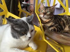 -Cappucimeow猫咪咖啡馆(韦伯时代店)