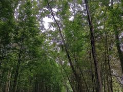 -桤木河湿地公园