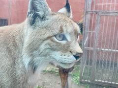 -青藏高原野生动物园