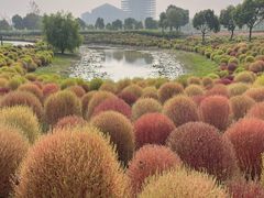 -春花秋色城市公园