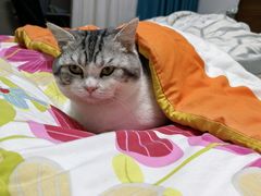 -欣宠猫屋·矮脚拿破仑·蓝金金渐层