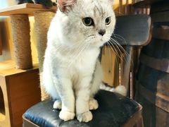 -more than meow吴止猫主题餐厅(承德 中船汇店)