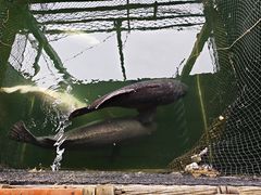 -蓝湾碧波·老字号·疍家非遗海上餐厅