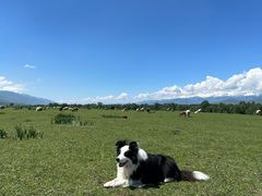 -新疆那拉提国家旅游度假区