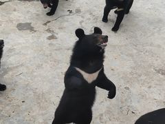 -青峰峡国家森林公园