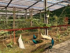 -呀路古热带植物园