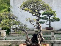 -惠山古镇·寄畅园