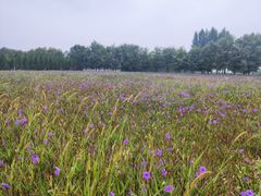 -汉长安城未央宫国家考古遗址公园
