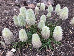 -墨尔本皇家植物园