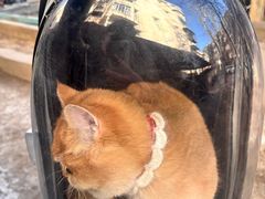 -瑞派福兴宠物医院犬猫全科·骨科·中西医结合(河东店)