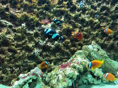 -北戴河圣蓝海洋公园