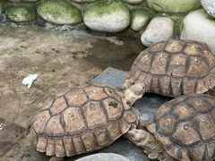 -南宫五洲植物乐园