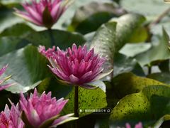 -国家植物园南园