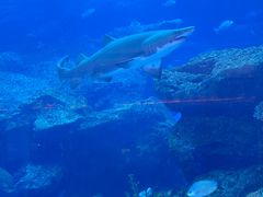 -迪拜水族馆及水下动物园