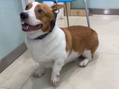 -宠福鑫康馨动物医院·骨科·眼科