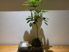 -成都锦城原舍酒店(锦里武侯祠店)