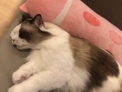 -猫腻·猫咖·撸猫馆(星光大道店)